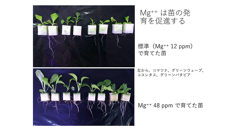 図1 Mg++ 濃度を高めると野菜種子の発育が非常に促進される