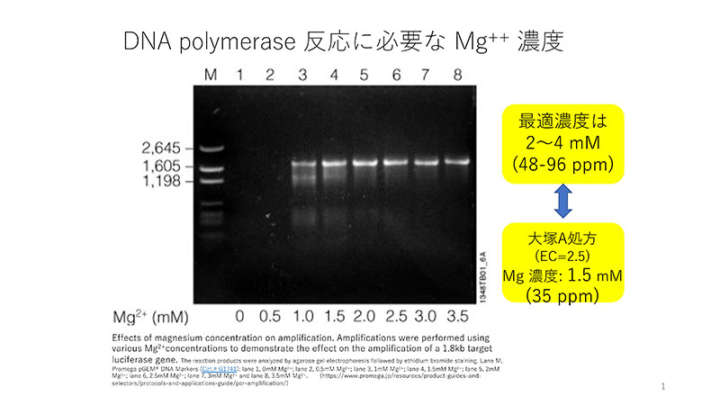 図2 DNA Polymerase 活性に対するMg++ 濃度の影響